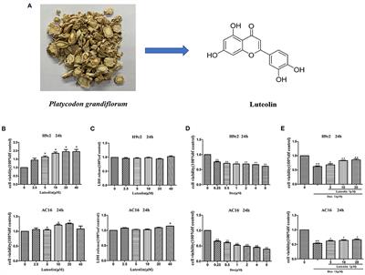 Luteolin Prevents Cardiac Dysfunction and Improves the Chemotherapeutic Efficacy of Doxorubicin in Breast Cancer